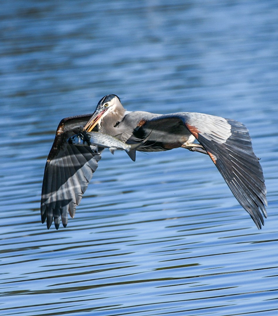 Great Blue Heron - ML646715906
