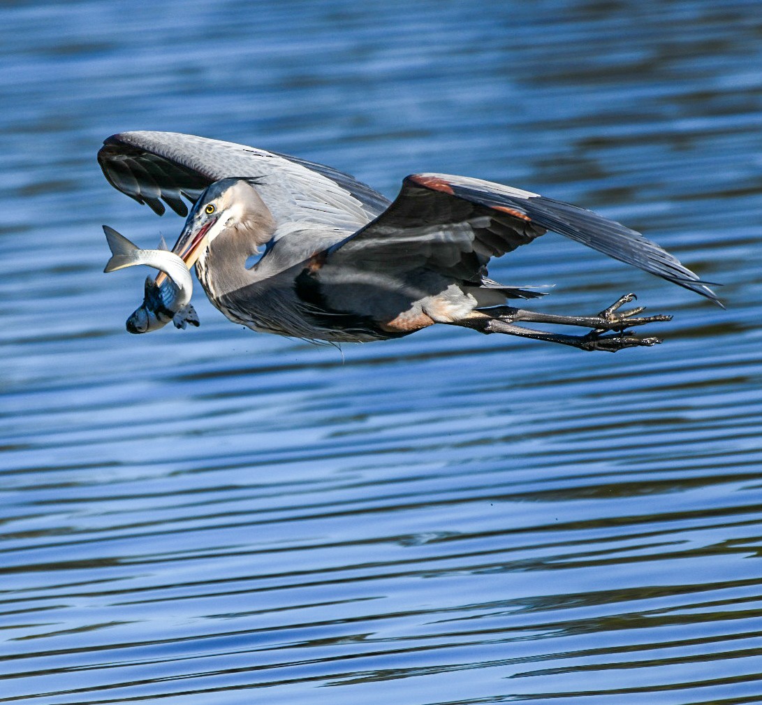 Great Blue Heron - ML646715907