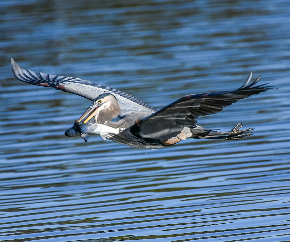 Great Blue Heron - ML646715908