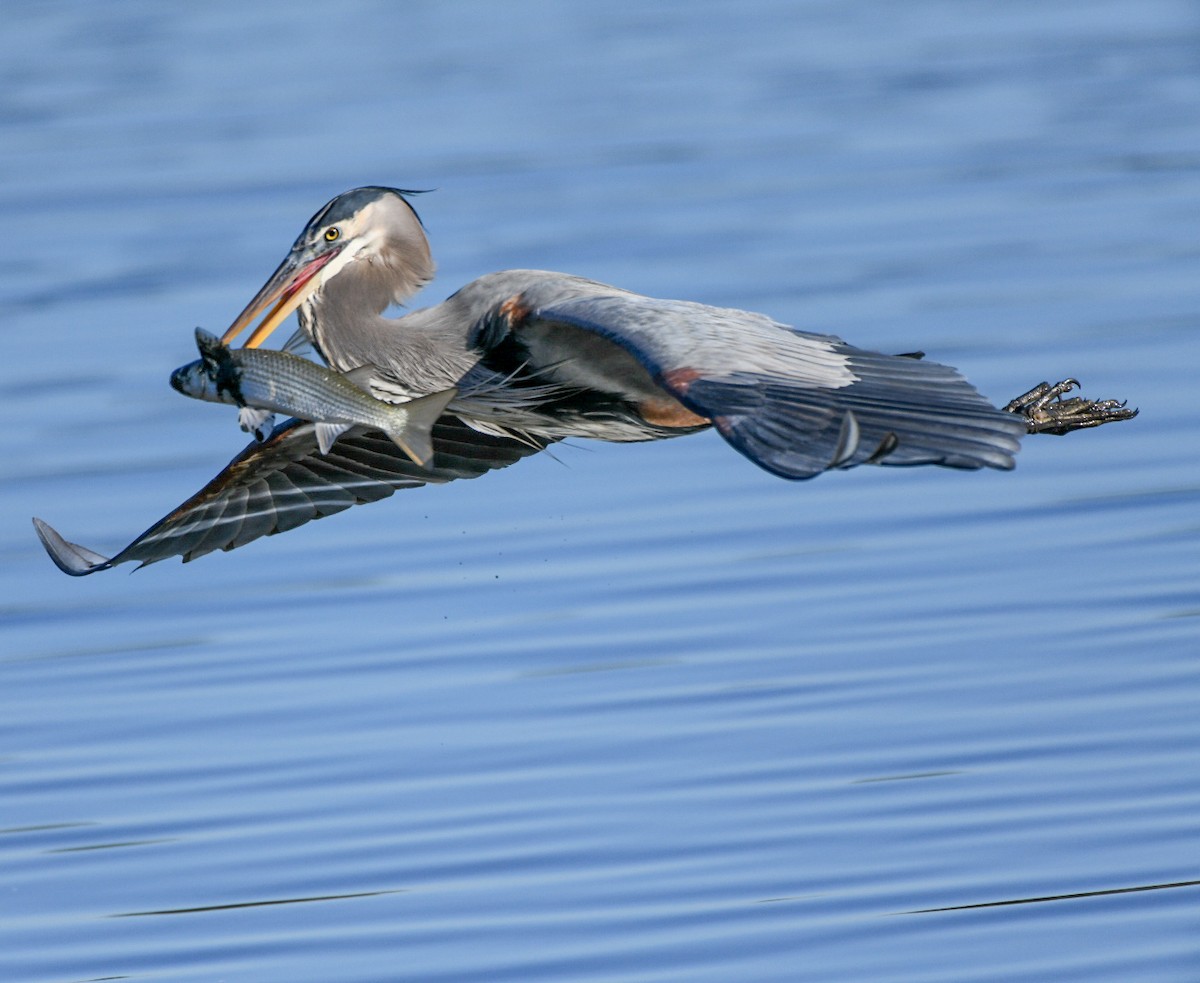 Great Blue Heron - ML646715909