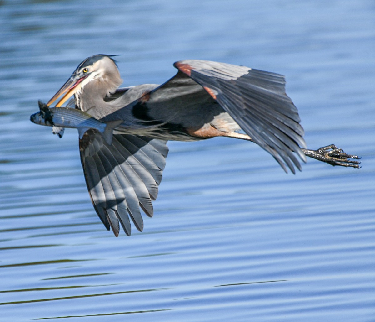 Great Blue Heron - ML646715910