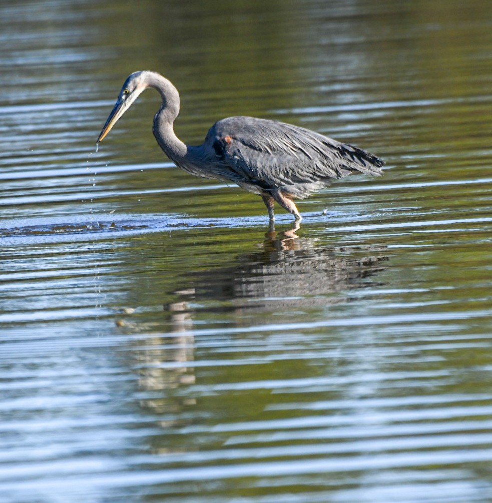 Great Blue Heron - ML646715911