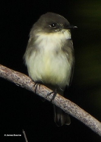 Eastern Phoebe - ML646715917