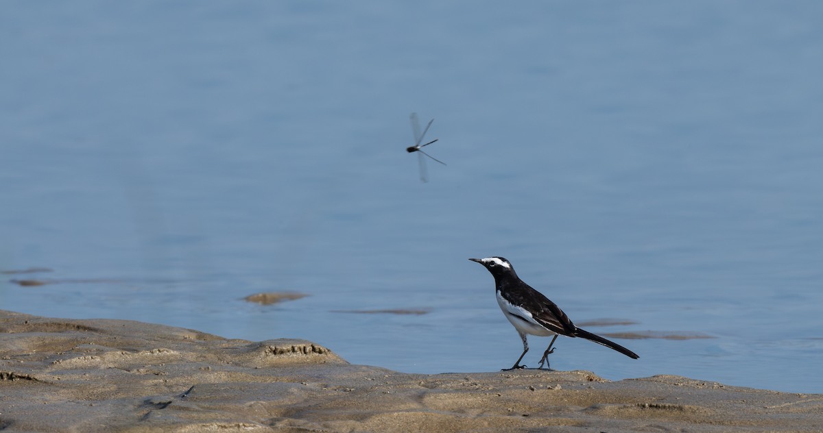 White-browed Wagtail - ML646715918
