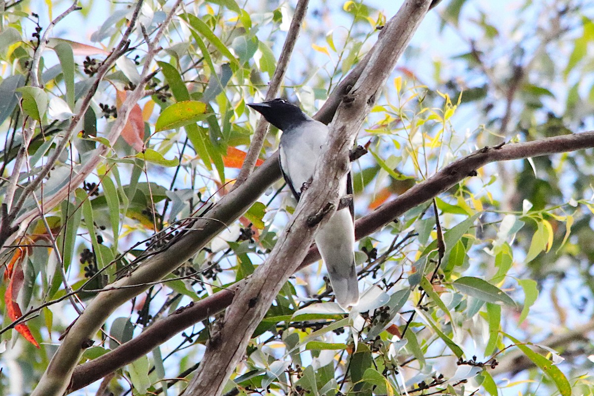Black-faced Cuckooshrike - ML646715921
