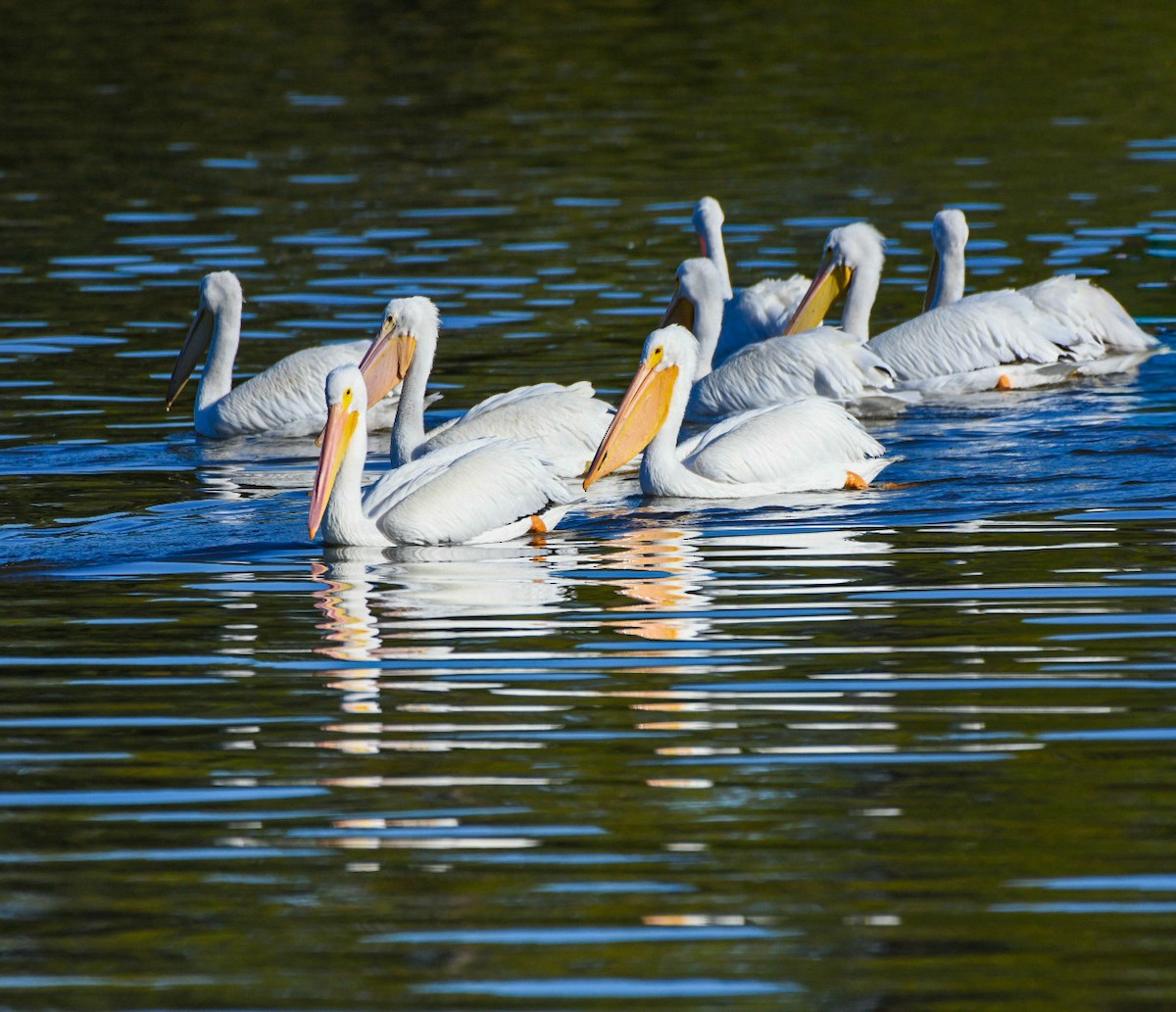 American White Pelican - ML646715924