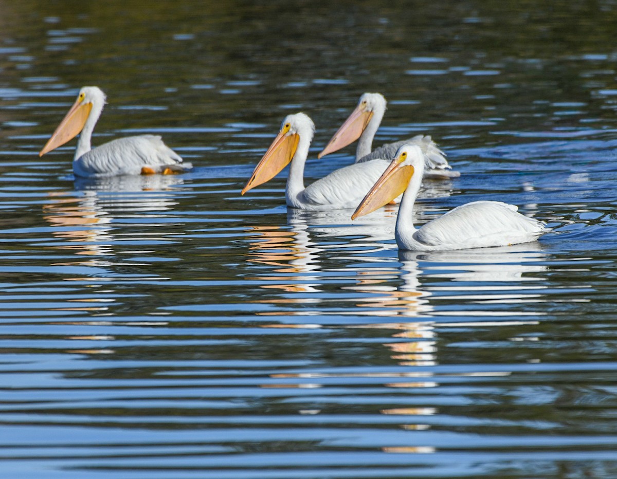 American White Pelican - ML646715925