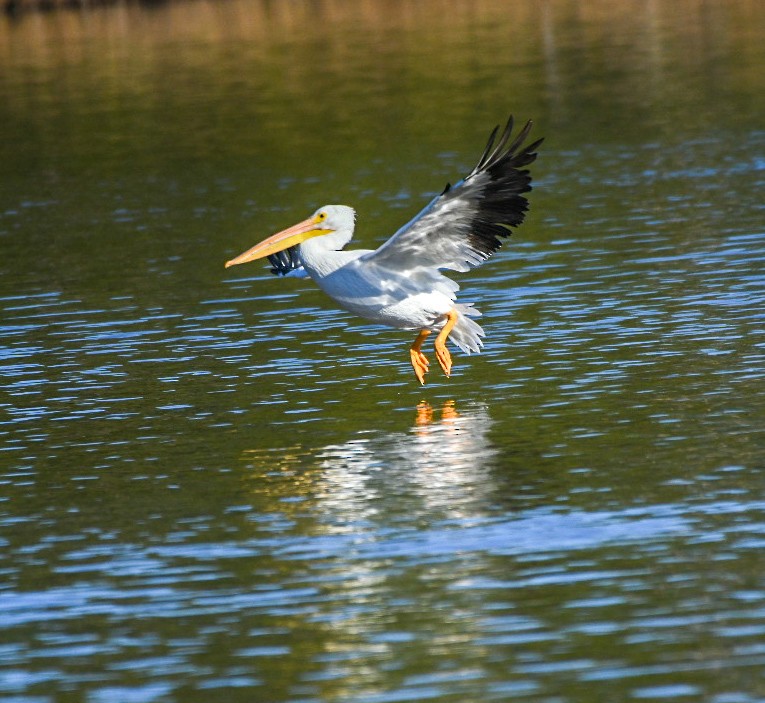 American White Pelican - ML646715926