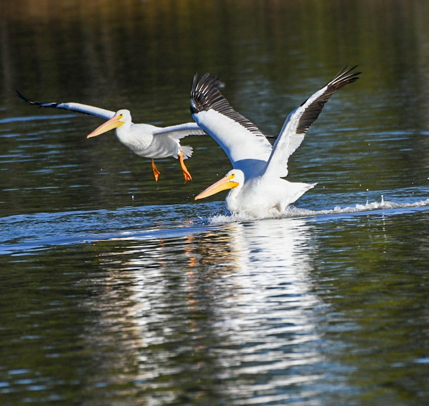 American White Pelican - ML646715927
