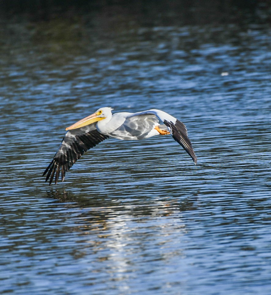 American White Pelican - ML646715928