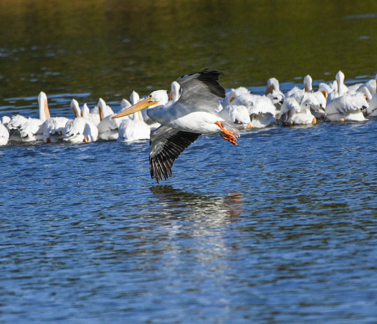 American White Pelican - ML646715929