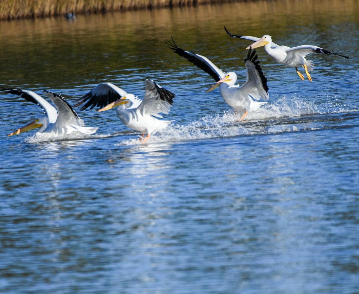 American White Pelican - ML646715930