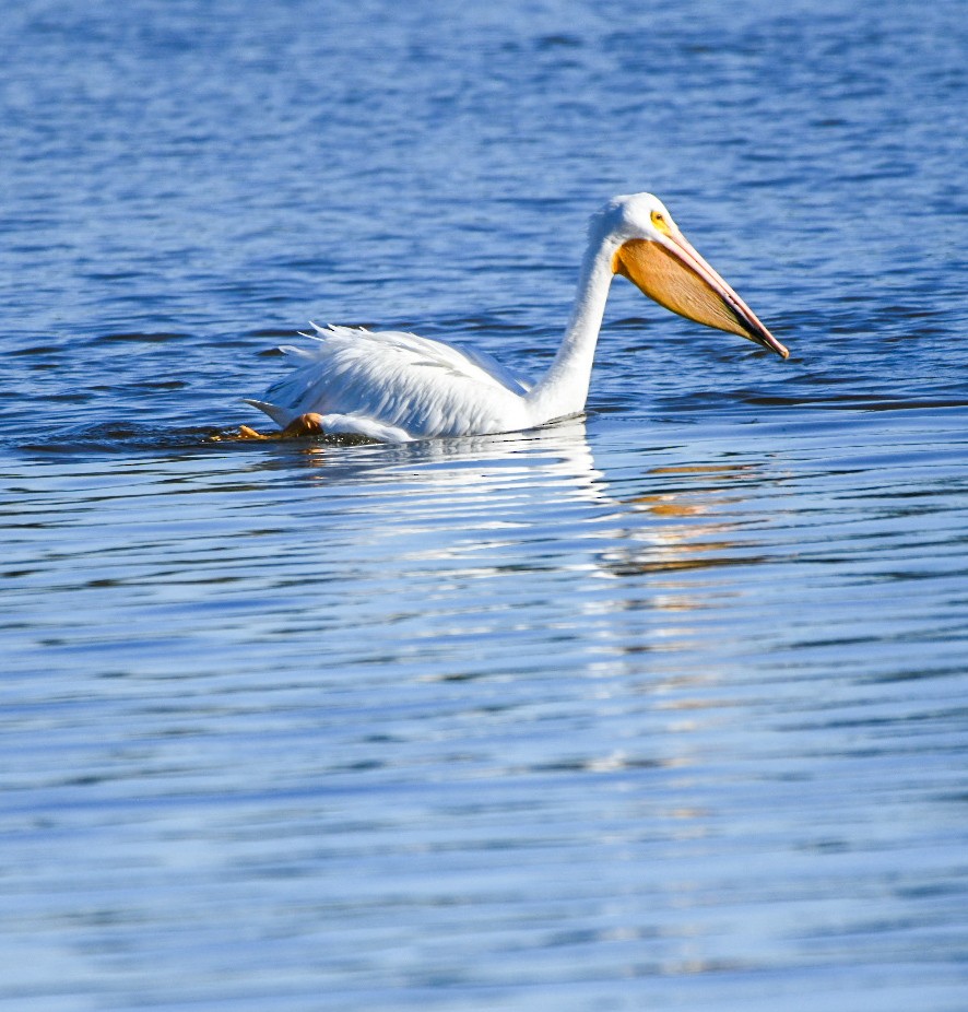 American White Pelican - ML646715931