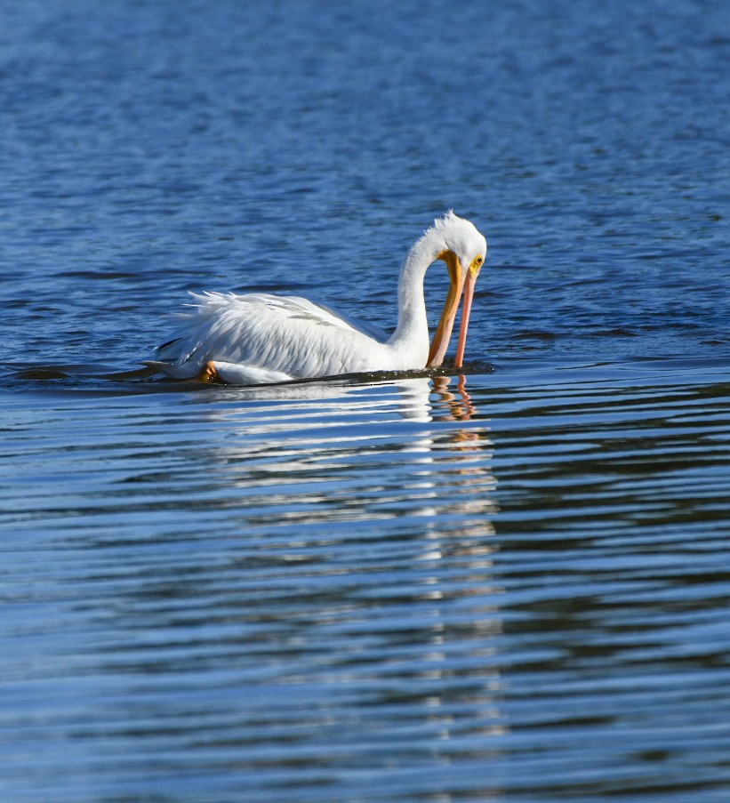 American White Pelican - ML646715932