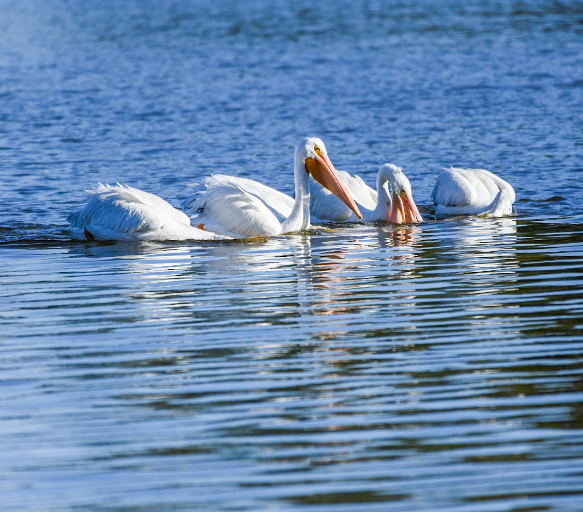 American White Pelican - ML646715933