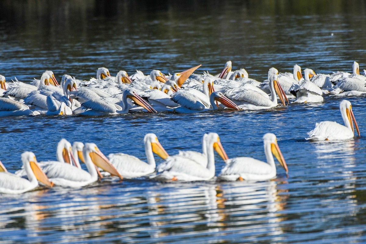 American White Pelican - ML646715934