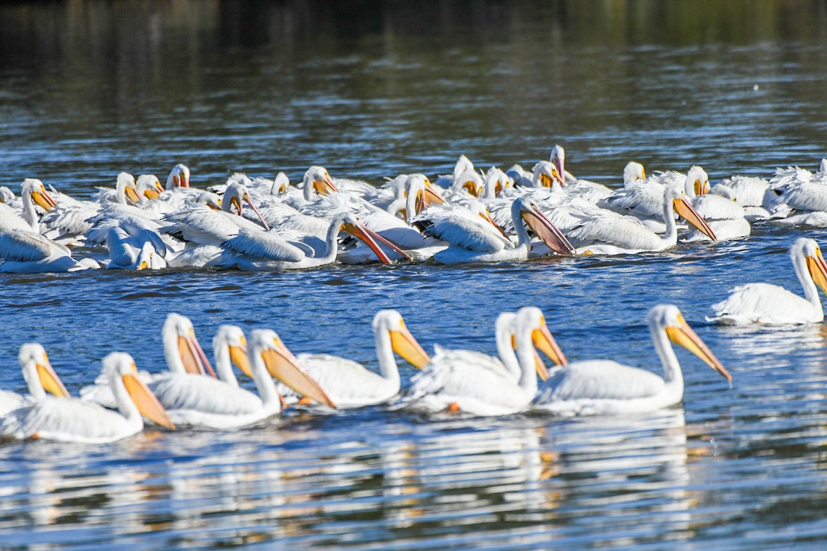 American White Pelican - ML646715935