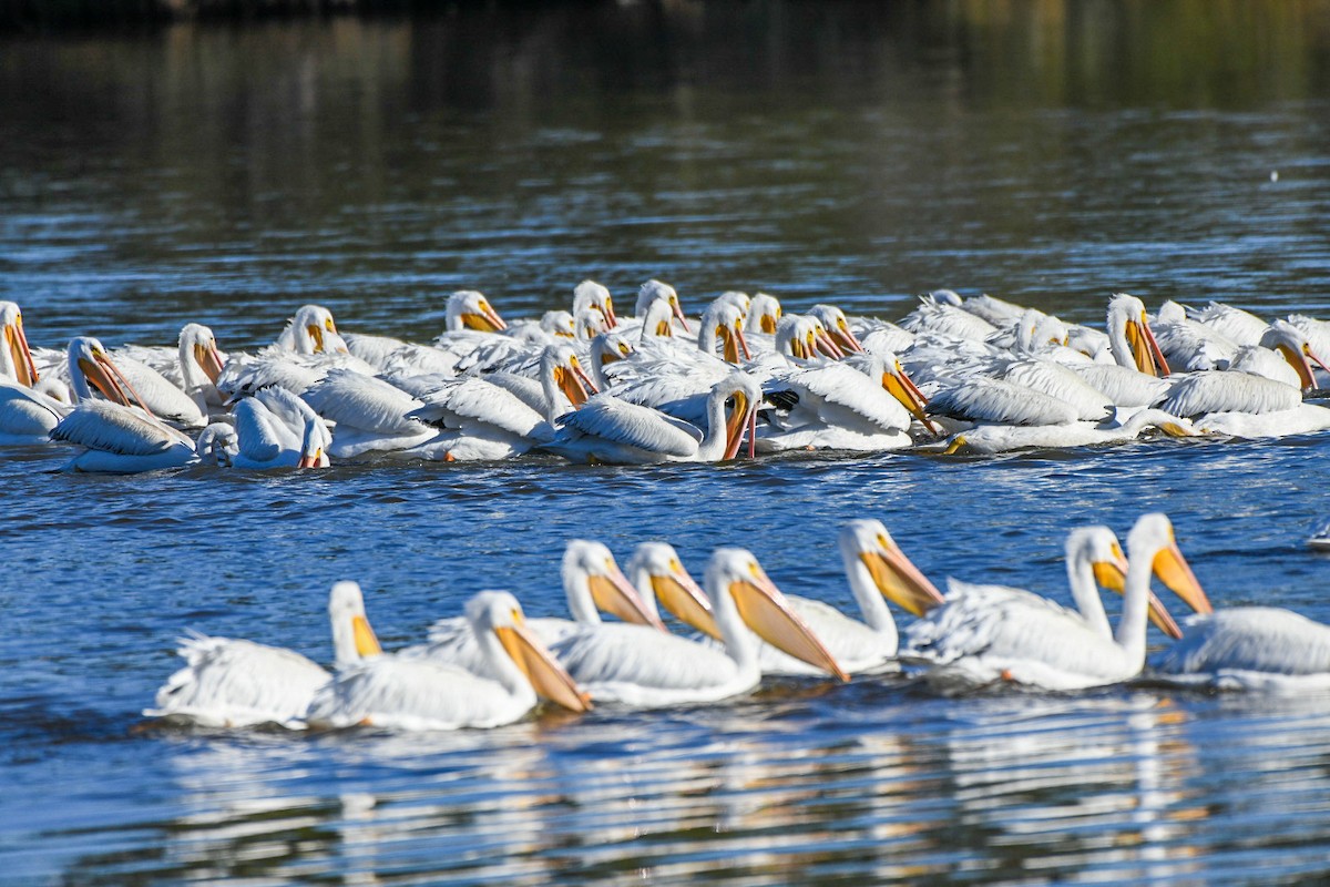 American White Pelican - ML646715936