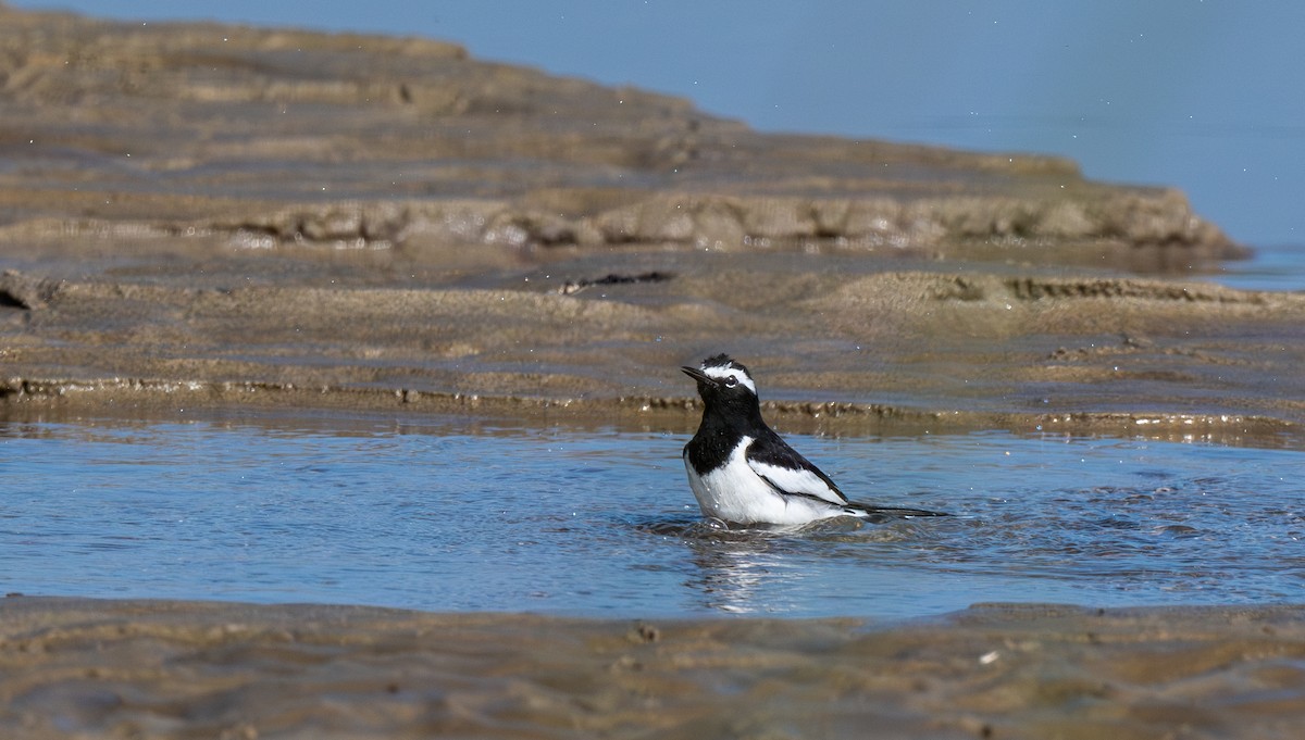 White-browed Wagtail - ML646715938
