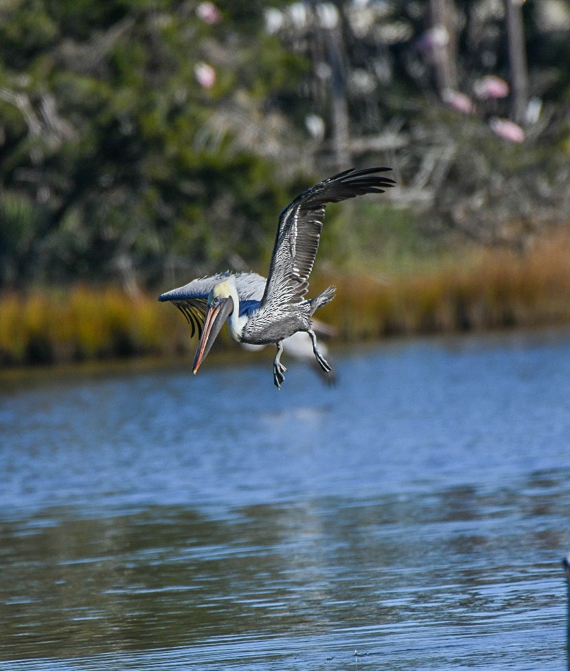 Brown Pelican - ML646715940