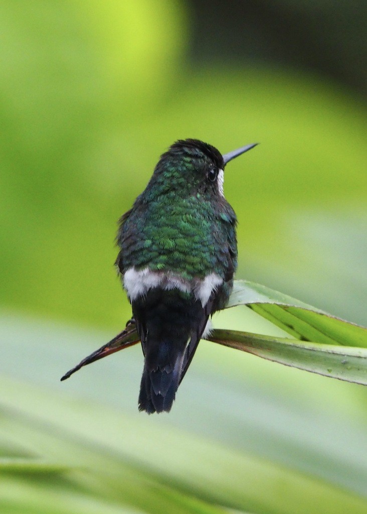 Green Thorntail - ML646715942