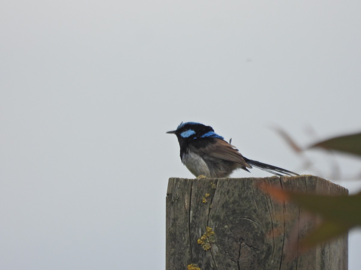 Prachtstaffelschwanz - ML646715943