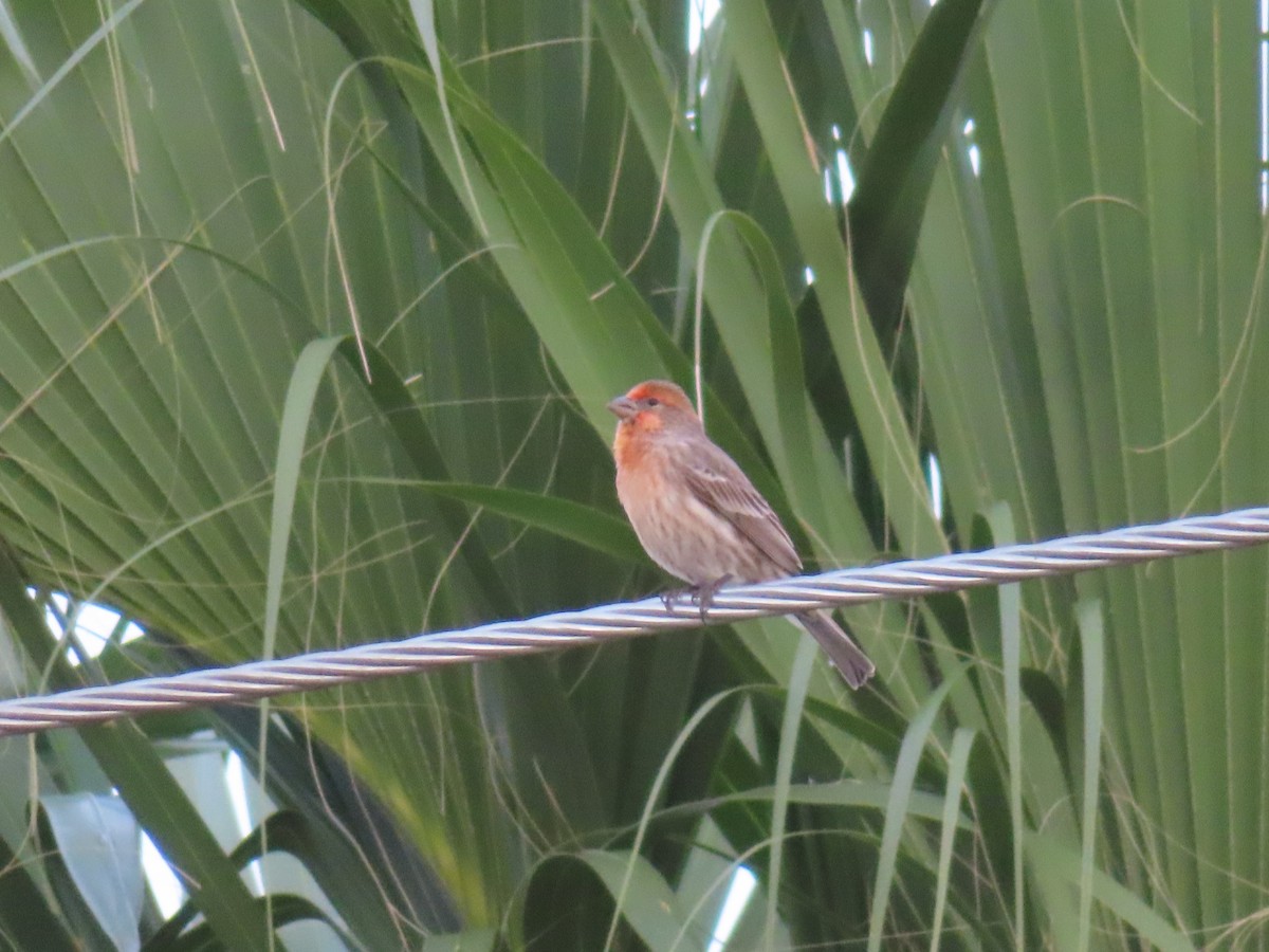 Ev Çütresi - ML646715953