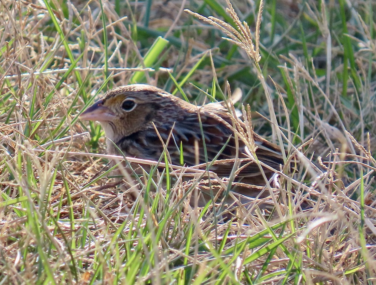 Grasshopper Sparrow - ML646715954