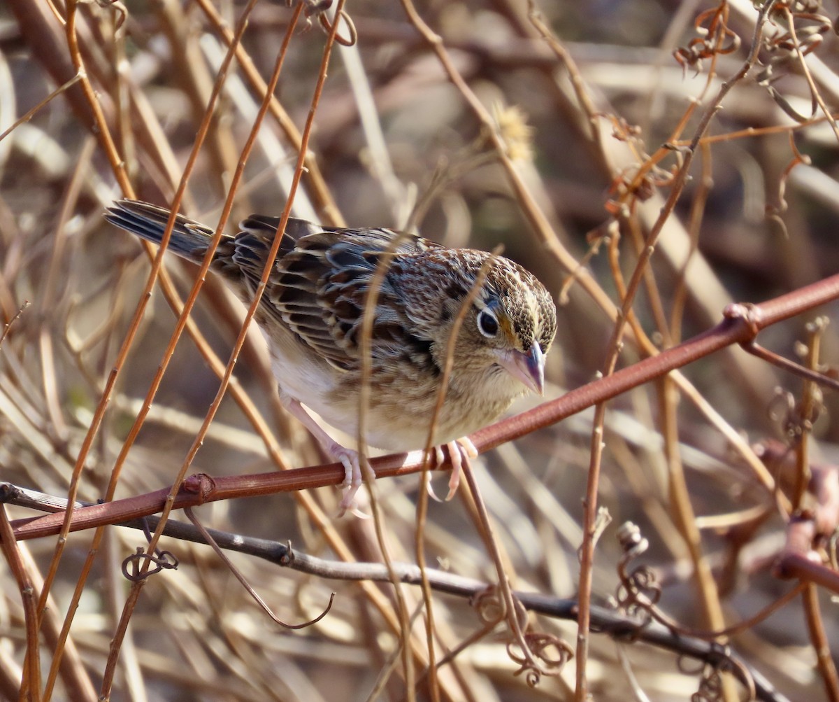 Grasshopper Sparrow - ML646715955