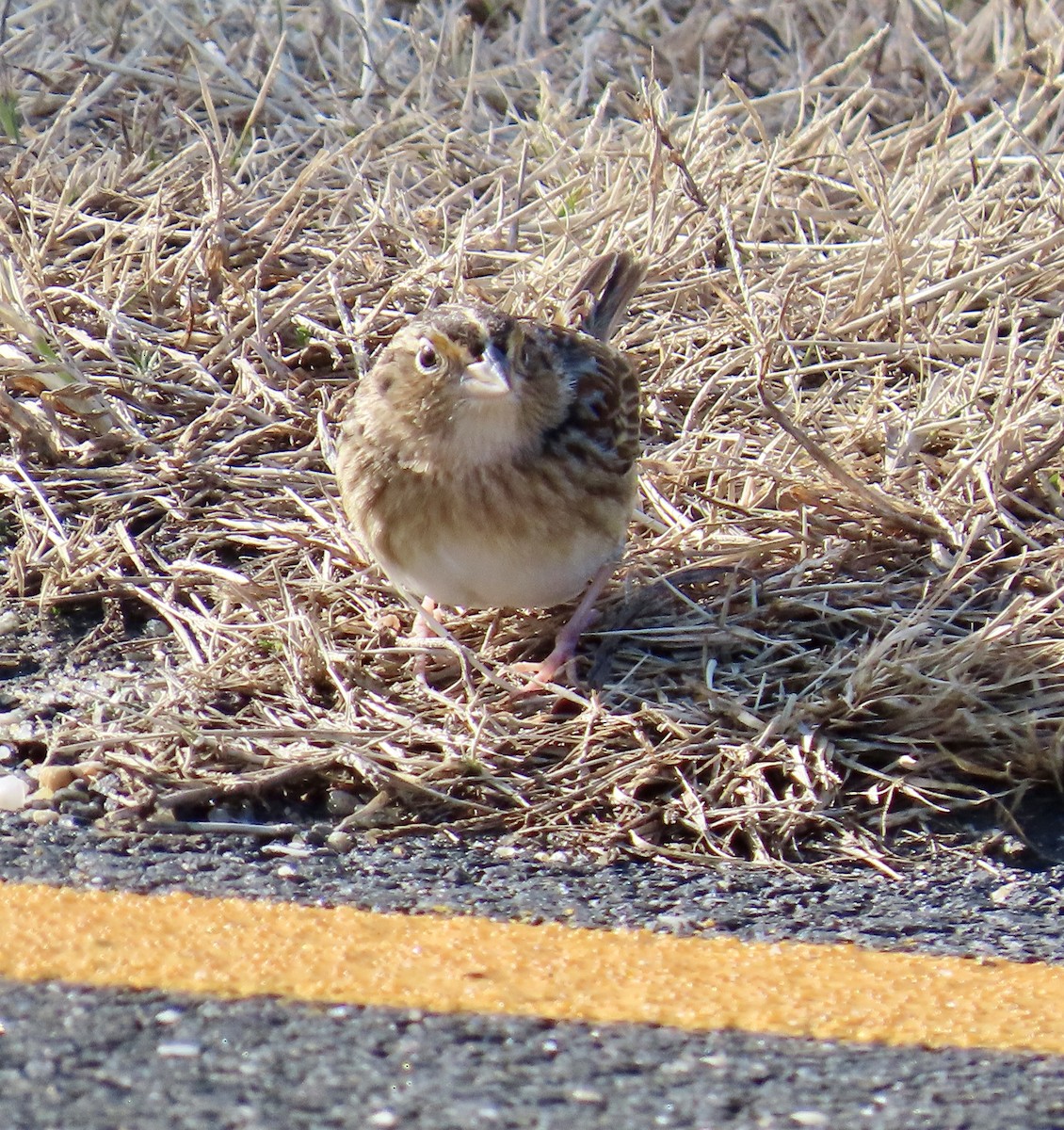 Grasshopper Sparrow - ML646715956