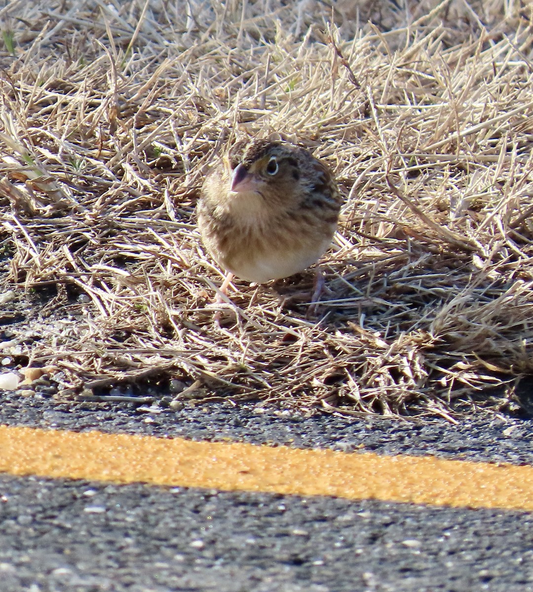 Grasshopper Sparrow - ML646715957