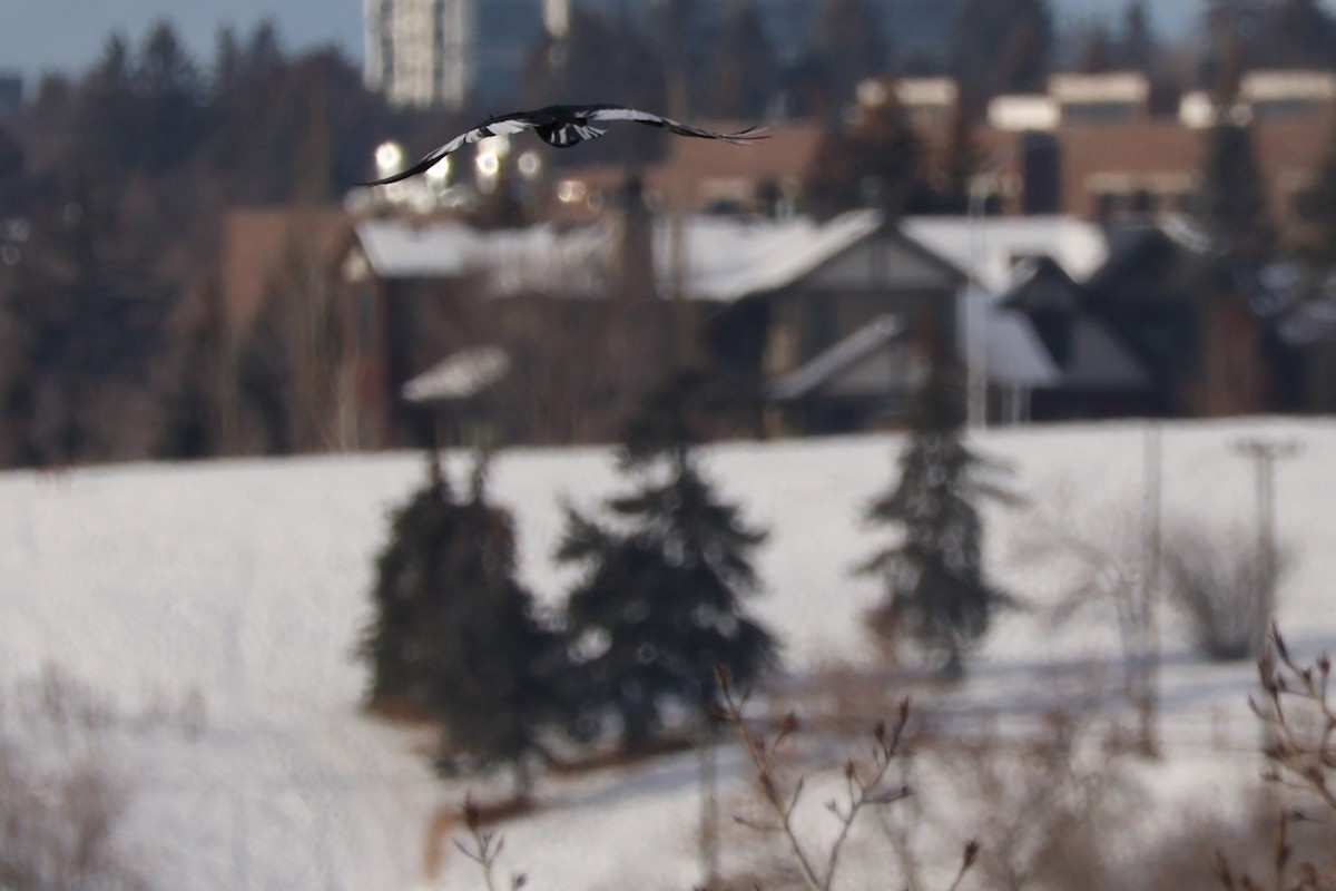 American Crow - ML646715970