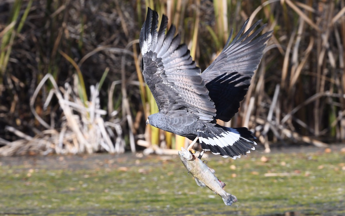 Common Black Hawk - ML646715971