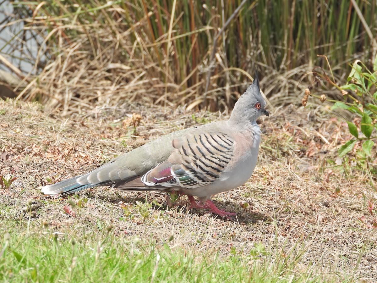 Spitzschopftaube - ML646715974