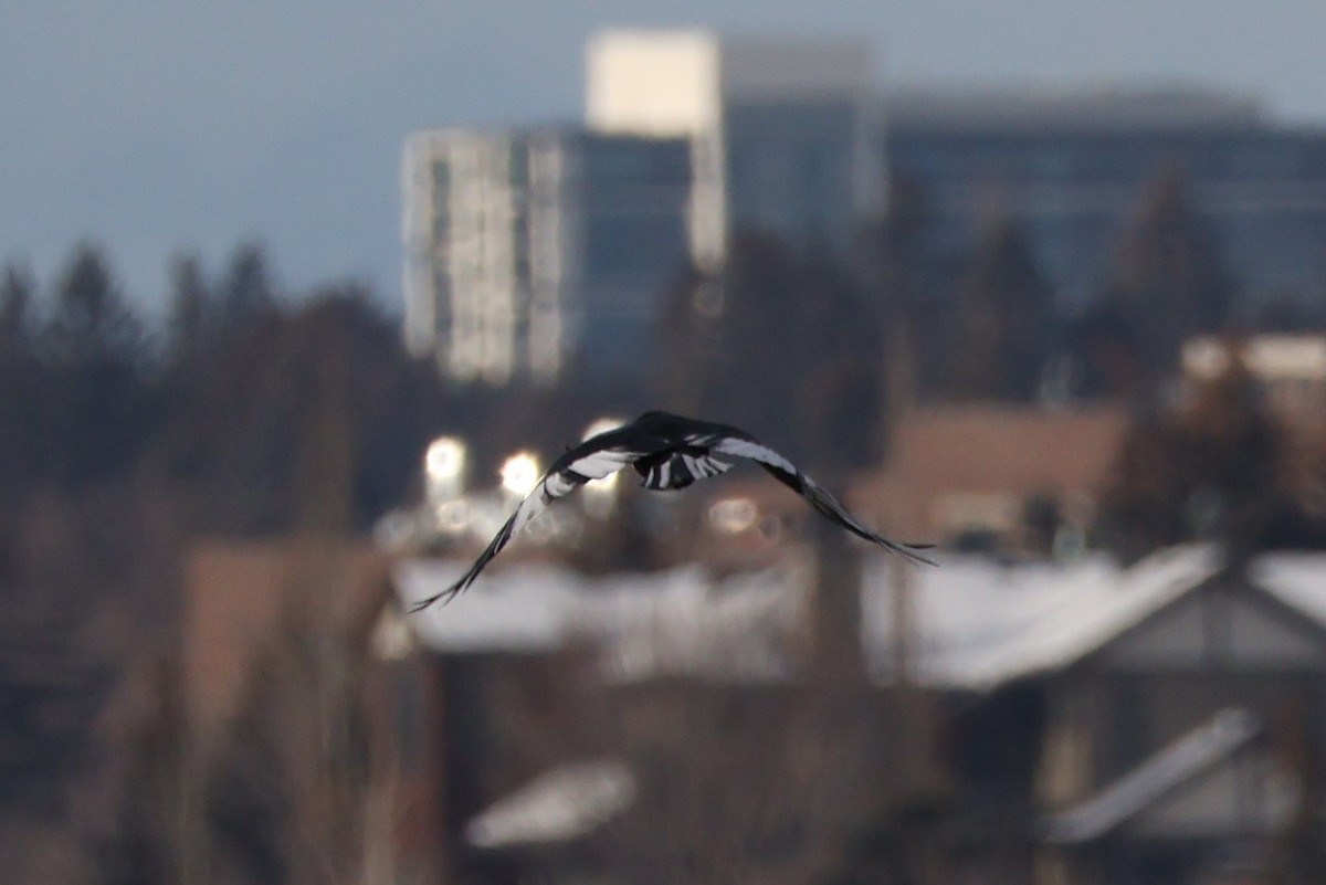 American Crow - ML646715975