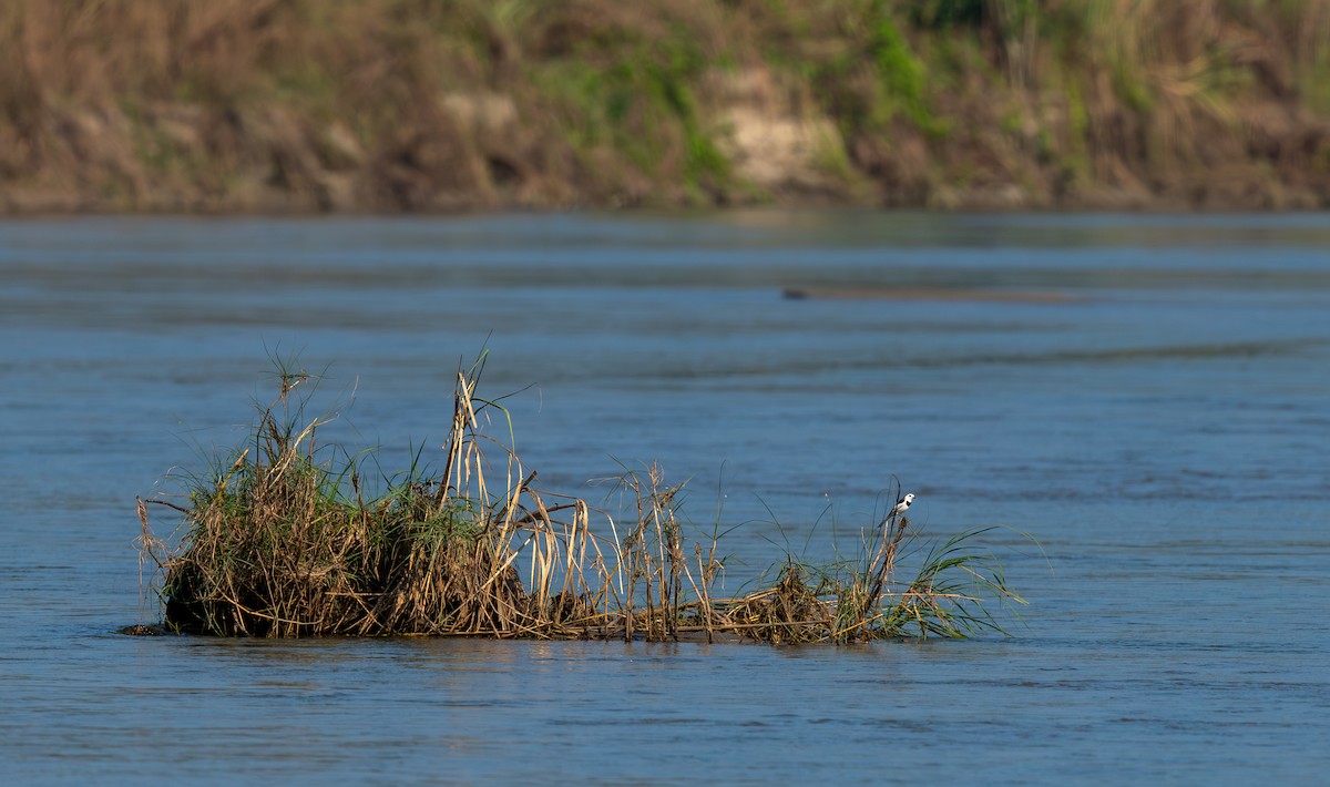 Bachstelze - ML646715976