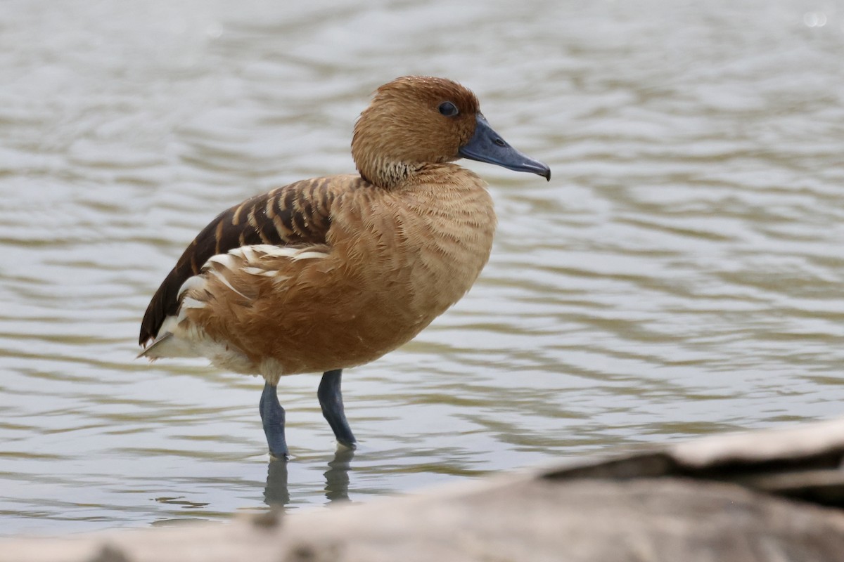 Gelbbrust-Pfeifgans - ML646715977