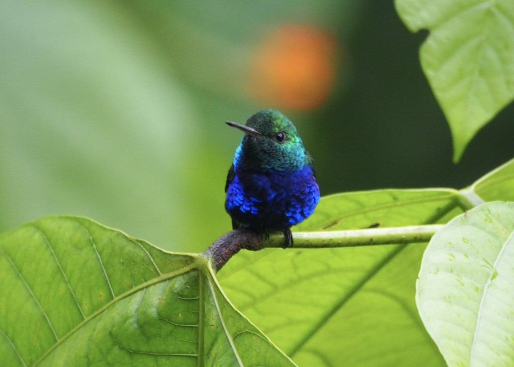 Juliakolibri - ML646715978