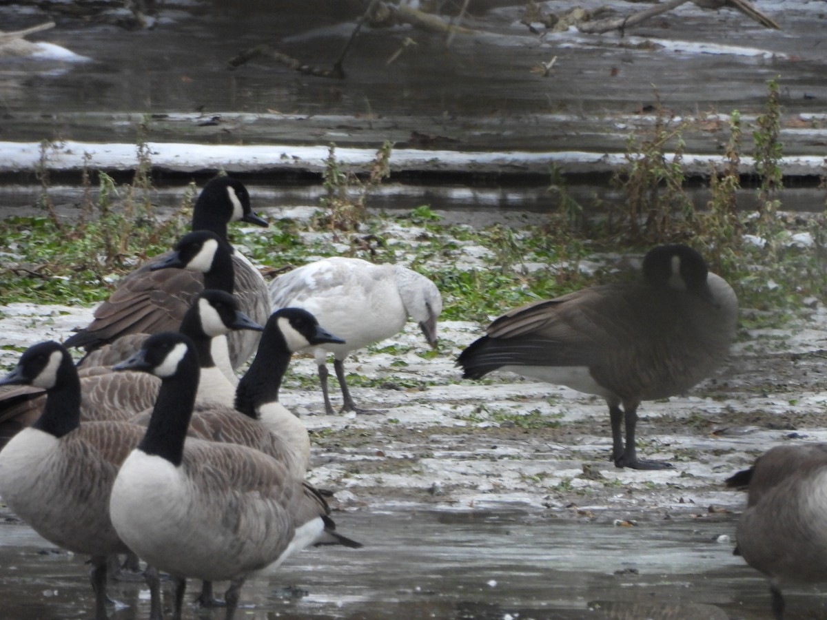 Schneegans - ML646715979