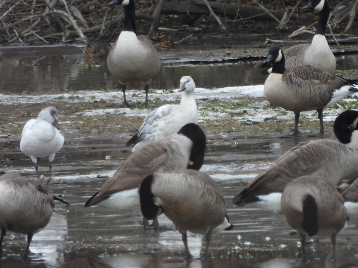 Schneegans - ML646715980