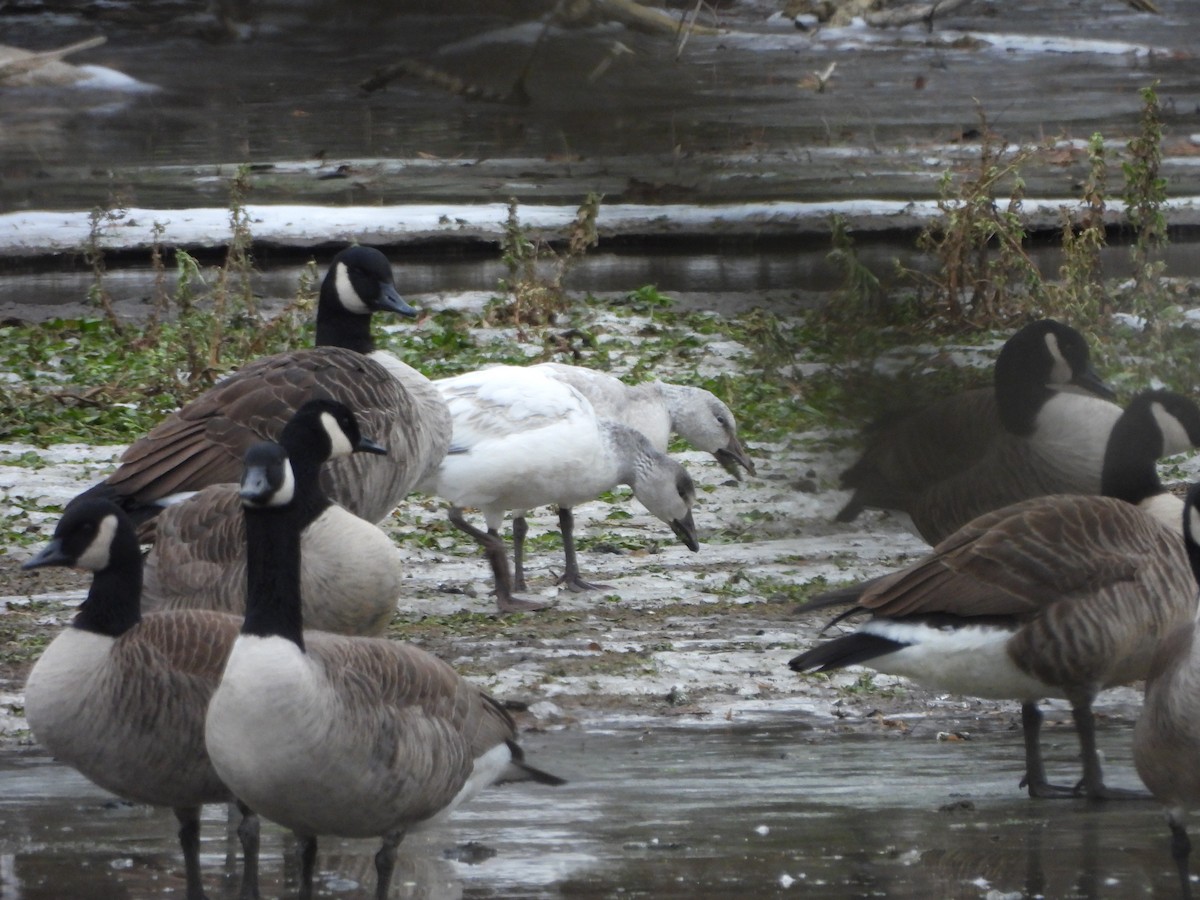 Schneegans - ML646715981