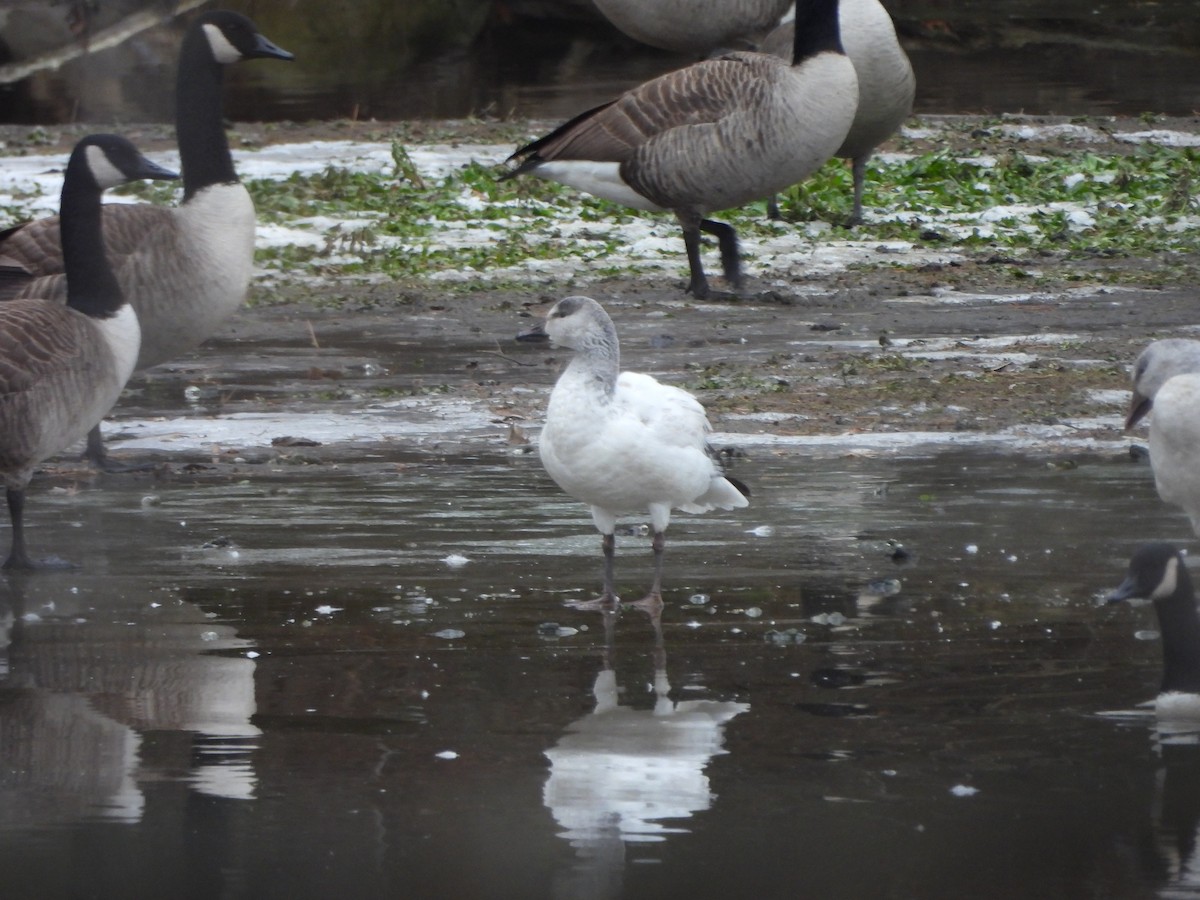 Schneegans - ML646715982