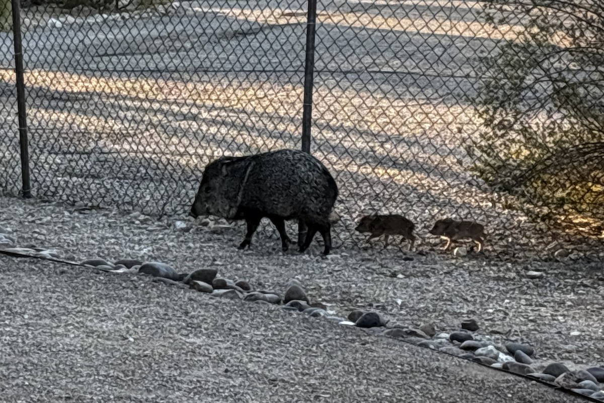 Collared Peccary - ML646715983