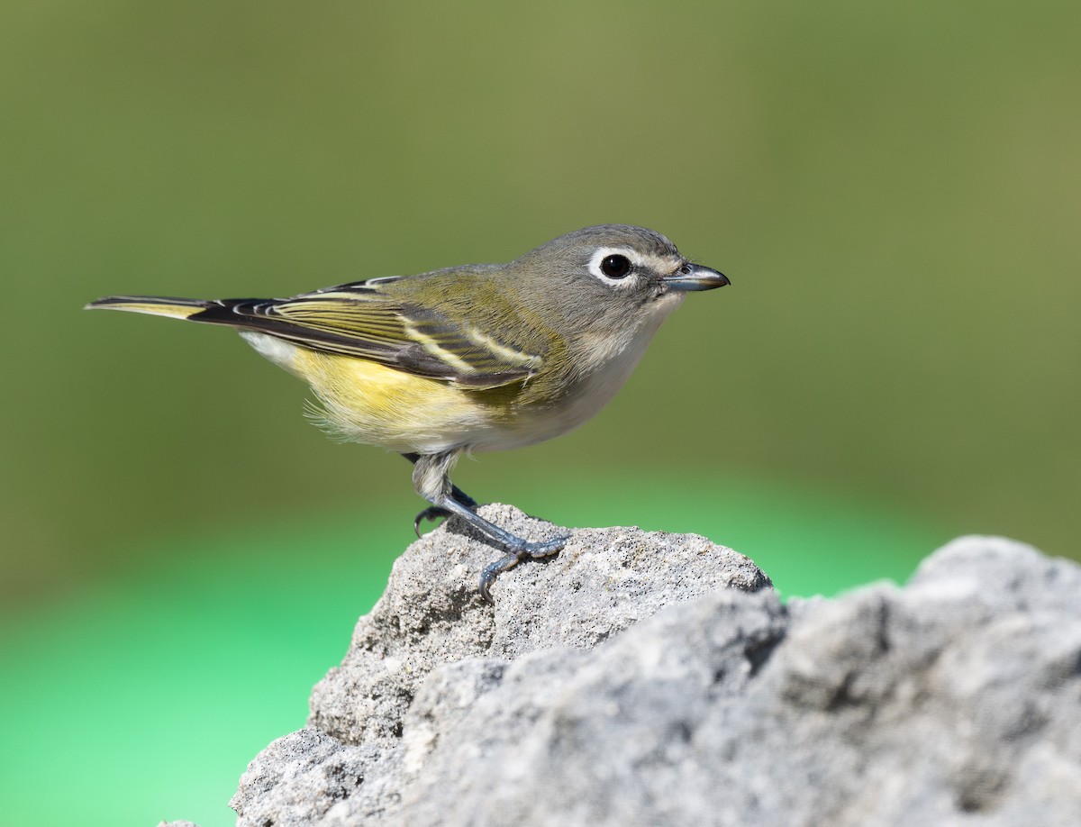 Graukopfvireo - ML646715984