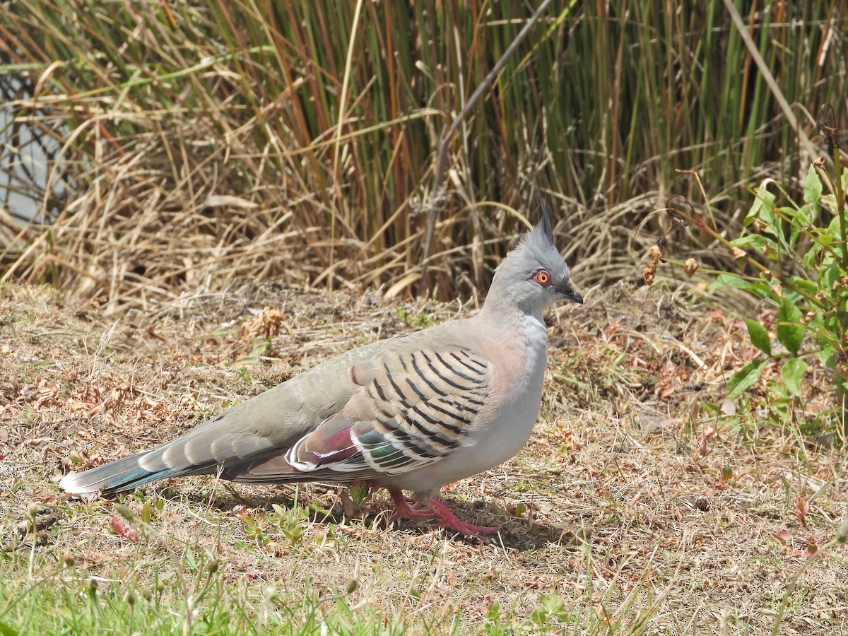 Spitzschopftaube - ML646715985