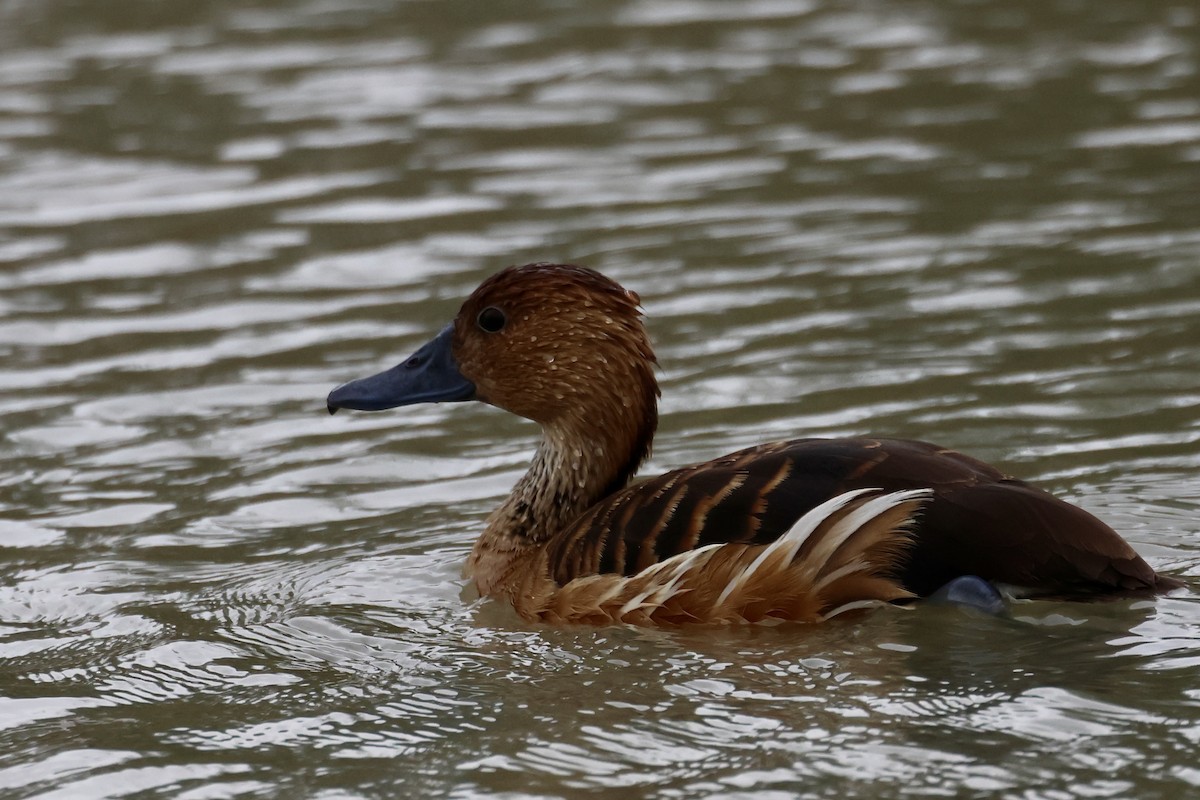 Gelbbrust-Pfeifgans - ML646715986