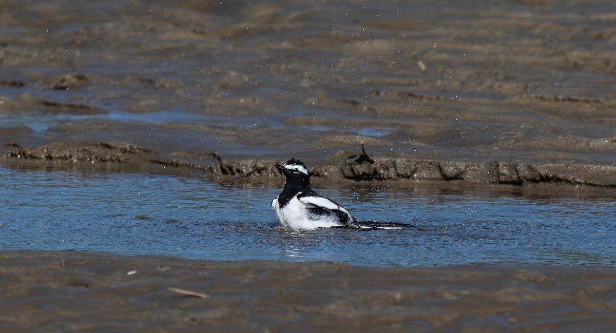 Weißbrauenstelze - ML646715987