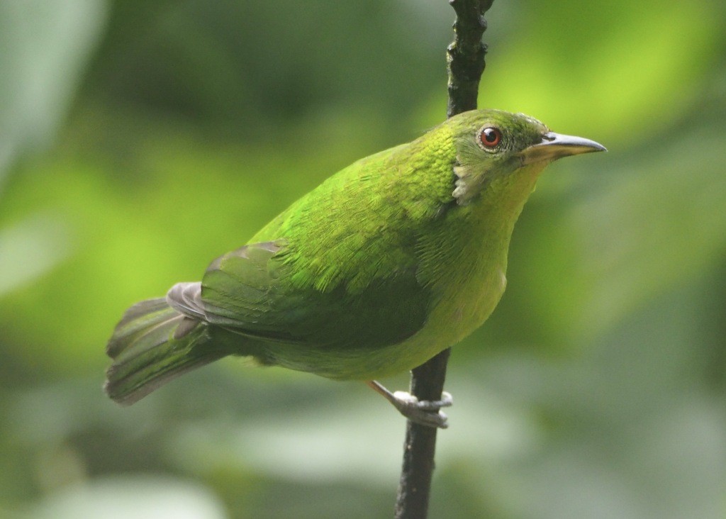 Kappennaschvogel - ML646715989