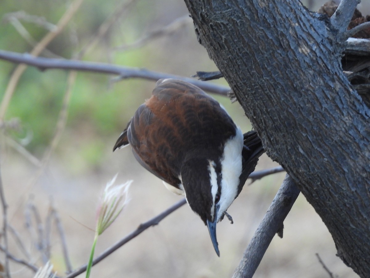 Brauenzaunkönig - ML646715991