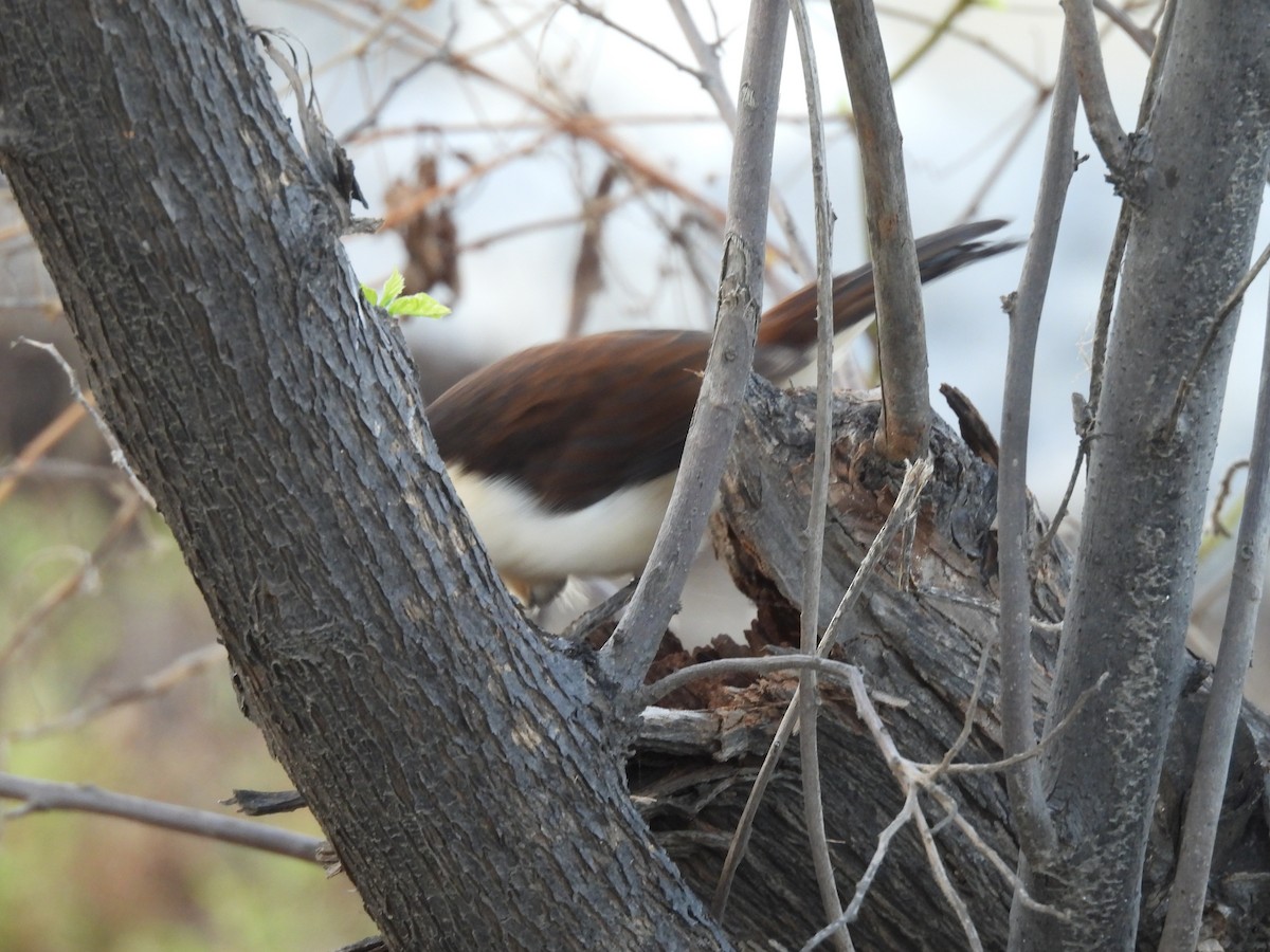 Brauenzaunkönig - ML646715992